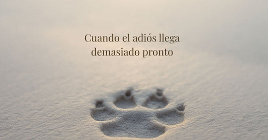 Huella de perro en la arena al amanecer con la frase ‘Cuando el adiós llega demasiado pronto