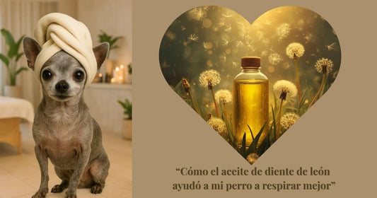 Aceite de diente de león para perros junto a un perro pequeño en ambiente relajado.