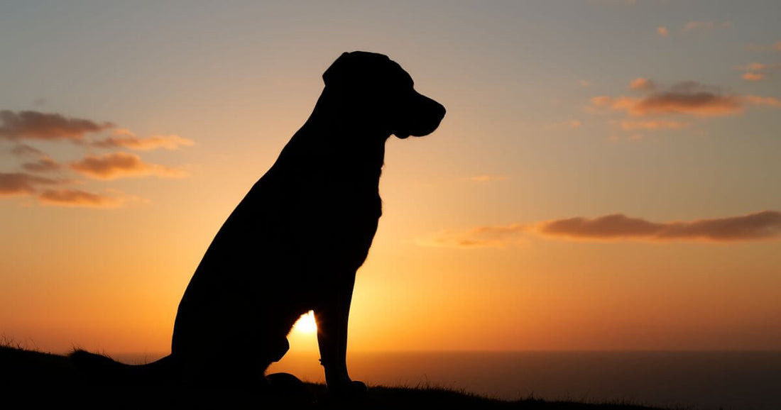 Silueta de un perro sentado frente a un atardecer cálido, simbolizando paz, recuerdo y homenaje para mascotas que han fallecido