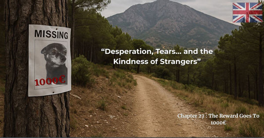Missing dog poster offering 1000€ reward – Chapter 27 of Finding George book blog about hope and kindness of strangers.