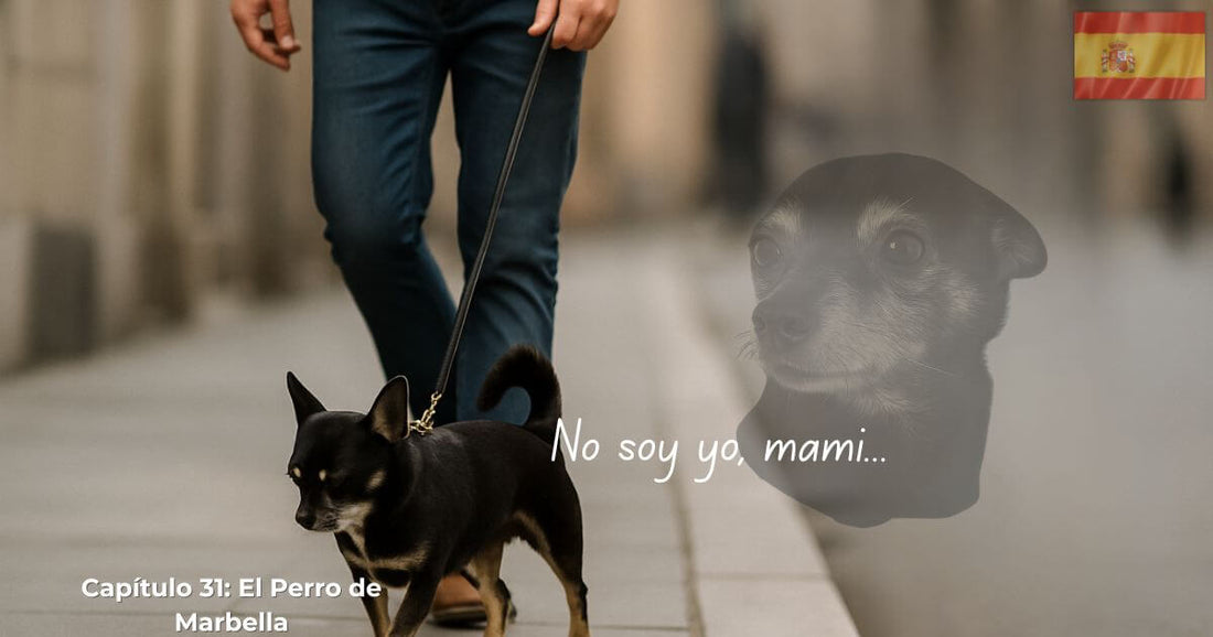 En Busca de George – Capítulo 31 El Perro de Marbella. Un hombre pasea a un chihuahua negro mientras la imagen fantasmal de George aparece.