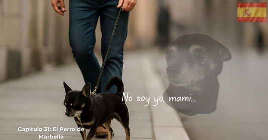 En Busca de George – Capítulo 31 El Perro de Marbella. Un hombre pasea a un chihuahua negro mientras la imagen fantasmal de George aparece.