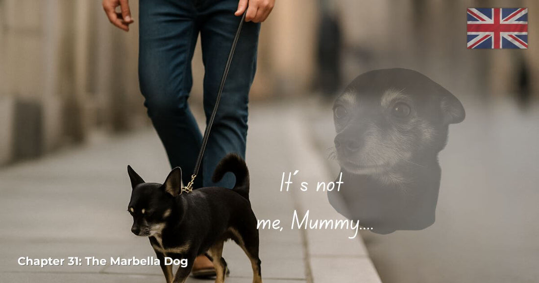 Finding Mr George – Chapter 31 The Marbella Dog. Man walks a black Chihuahua while ghost George appears in the background with “It’s not me, Mummy…