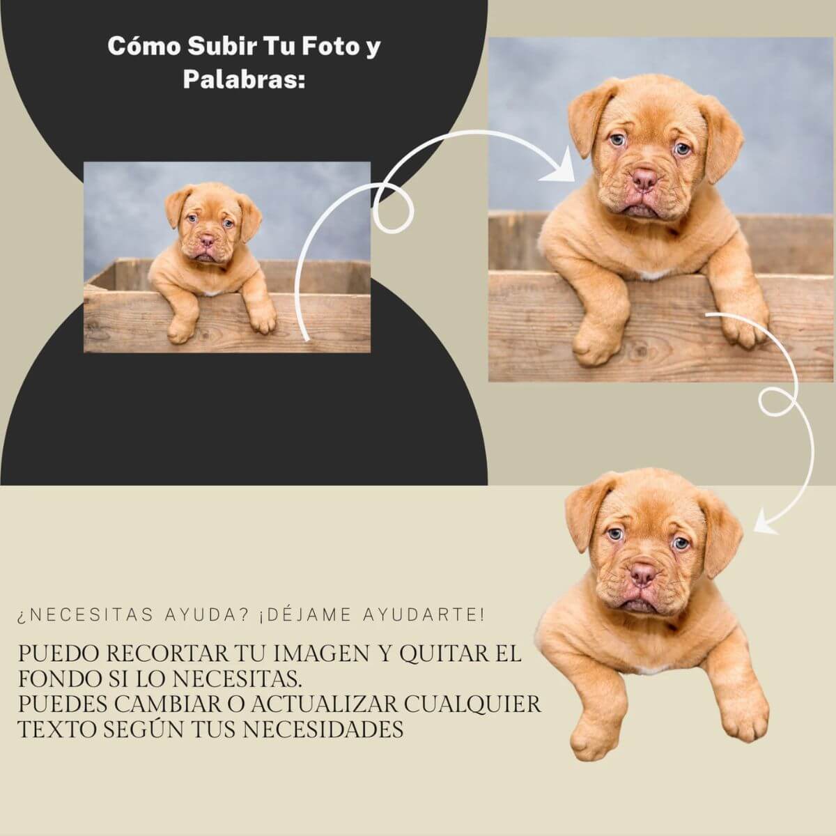 concretepaws-como-editamos-tu-imagen