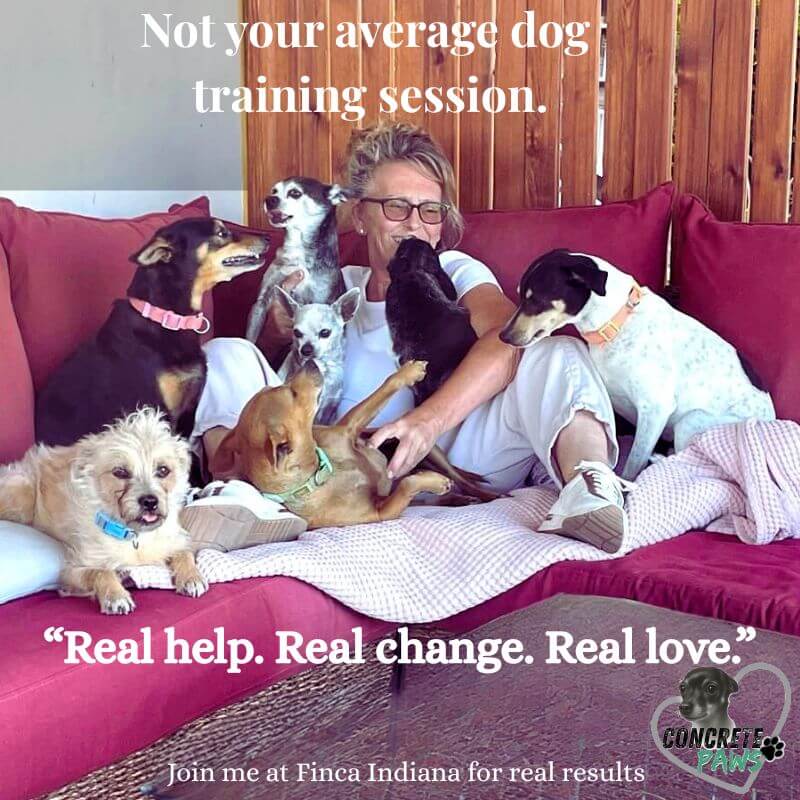 Christine surrounded by her seven rescue dogs on a red sofa at Finca Indiana, promoting the Rescue Reset dog training session by Concrete Paws.